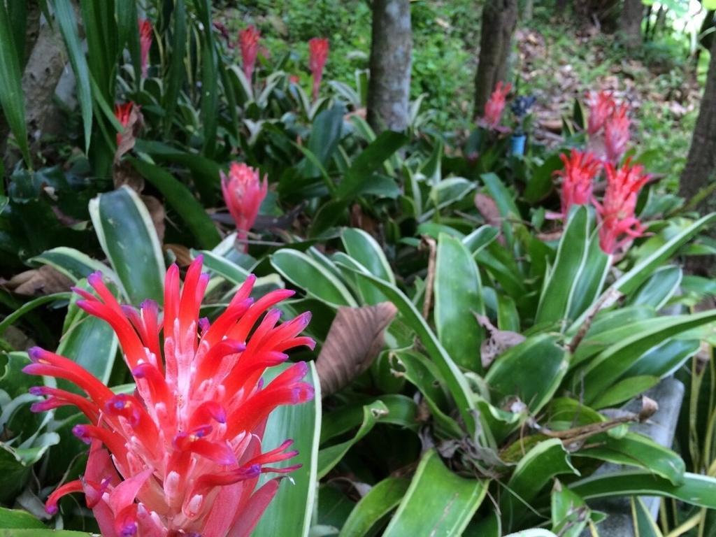Phu Pha Nam Resort Dan Sai Exteriör bild